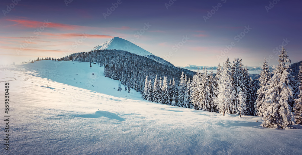 Amazing winter scenery during sunset in mountains. Pink colorful sky and snowcovered pine trees. Wintry landscape at sunset. instagram filter. postcard.  winter nature background. Christmas concept