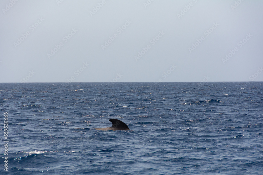 Sightings on a whale watching tour off the coast of Tenerife, Spain Sightings on a whale watching tour off the coast of Tenerife, Spain