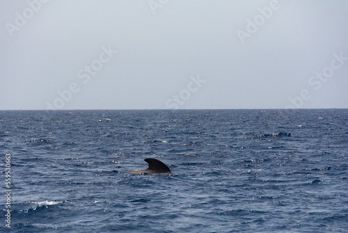 Sightings on a whale watching tour off the coast of Tenerife  Spain