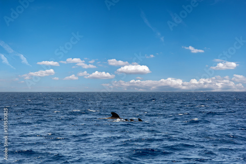 Sightings on a whale watching tour off the coast of Tenerife, Spain photo
