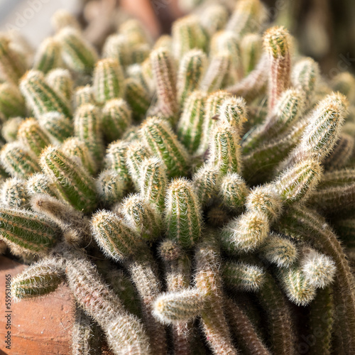 Close-up of the spines of a small cactus on the balcony of a house, at sunset