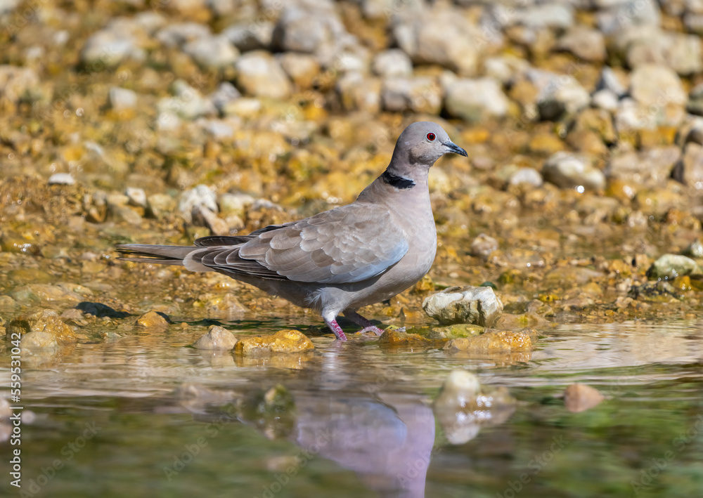 The bird Streptopelia orientalis stands on a rocky riverbank on a hot summer day The bird Streptopelia orientalis stands on a rocky riverbank on a hot summer day