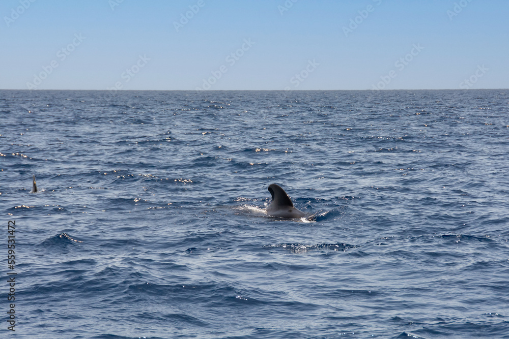 Naklejka premium Großer Tümmler ( Tursiops truncatus ) im Meer bei einer Whale Watching Tour vor der Küste Teneriffa, Spanien