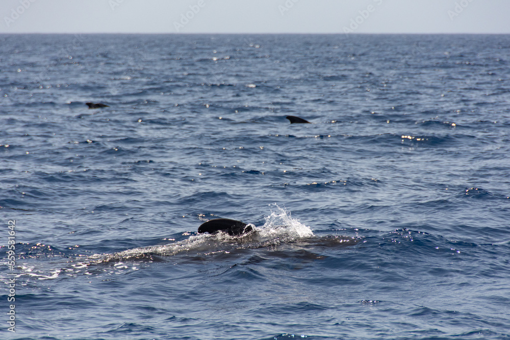 Obraz premium Großer Tümmler ( Tursiops truncatus ) im Meer bei einer Whale Watching Tour vor der Küste Teneriffa, Spanien