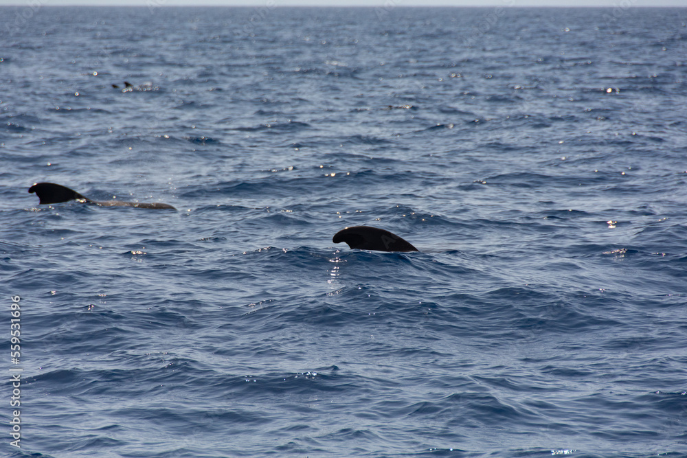 Sightings on a whale watching tour off the coast of Tenerife, Spain Sightings on a whale watching tour off the coast of Tenerife, Spain