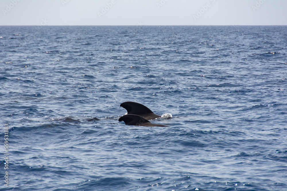 Fototapeta premium Sightings on a whale watching tour off the coast of Tenerife, Spain