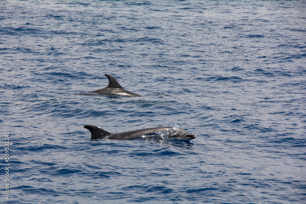 Naklejka premium Dolphin in the sea