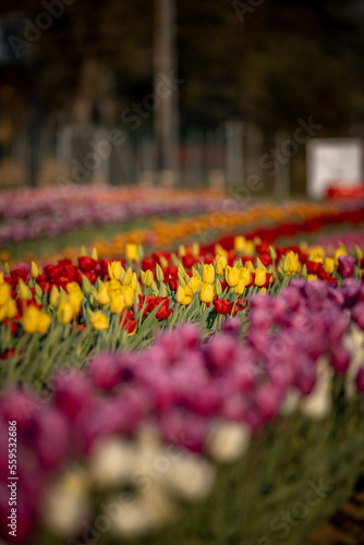 Tulips in a beautiful tulipark in Bologna,Italy