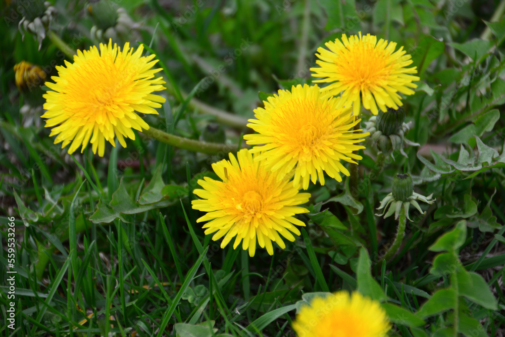 group of yellow dandelions on the green meadow isolated, close-up group of yellow dandelions on the green meadow isolated, close-up