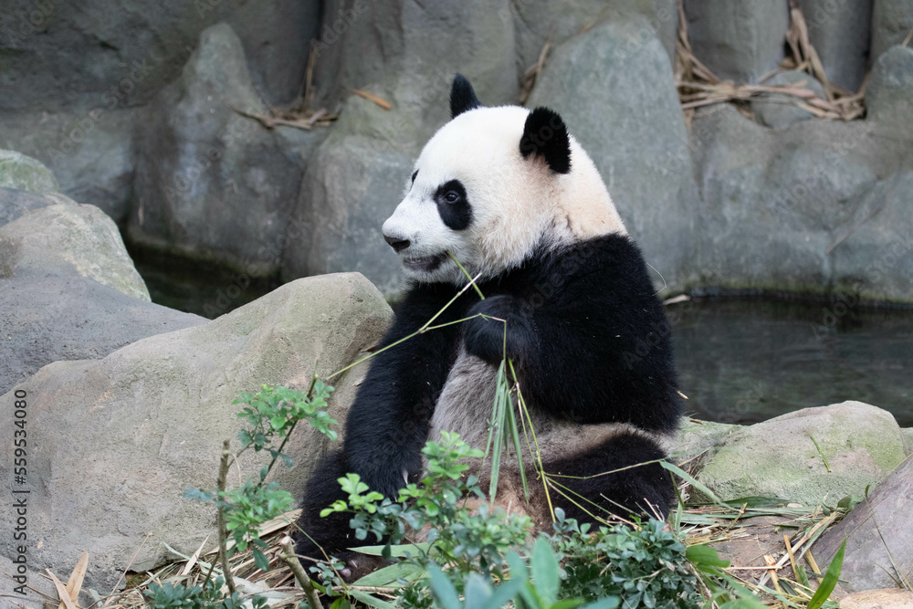 Fototapeta premium Close up Cute Panda in Singapore Zoo