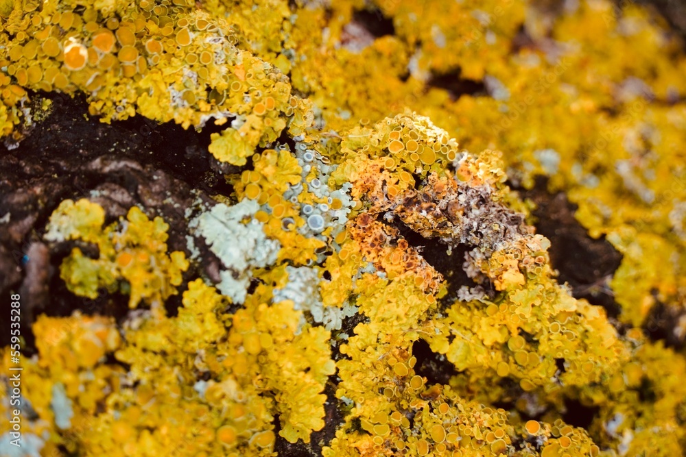 Yellow lichens on a tree bark. Xanthoria parietina. Yellow lichens on a tree bark. Xanthoria parietina.