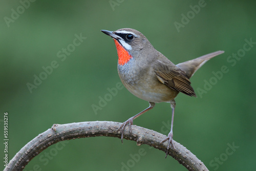 beautiful red spot chin bird happily wagging its tail while perching on wooden branch over fine blur green background