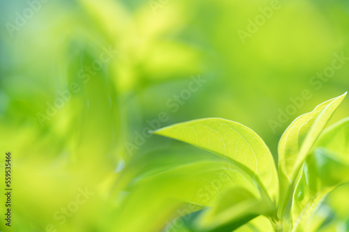 abstract stunning green leaf texture, tropical leaf foliage nature green background
