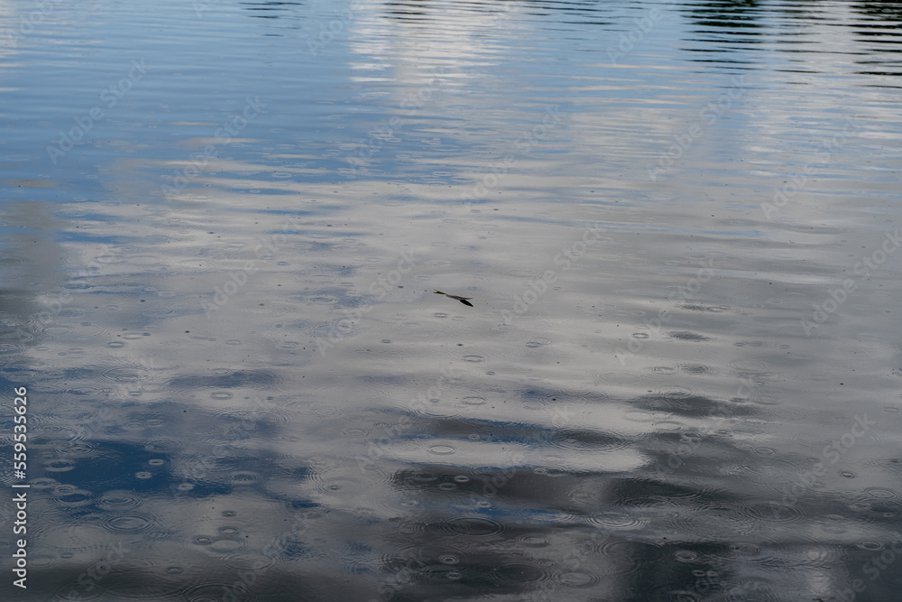 Rain. It is raining outside. Raindrops fall into the lake. Rain. It is raining outside. Raindrops fall into the lake.