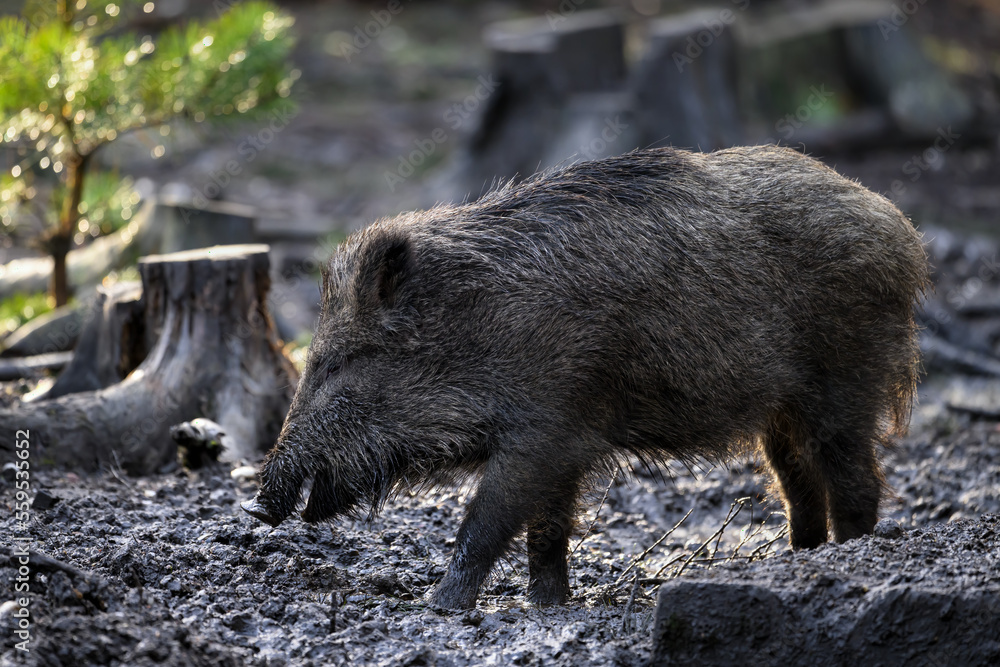 A wild pig in the forest is digging in the ground with its burrow in search of food. A wild pig in the forest is digging in the ground with its burrow in search of food.