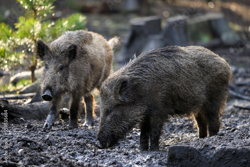 A wild pig in the forest is digging in the ground with its burrow in search of food.