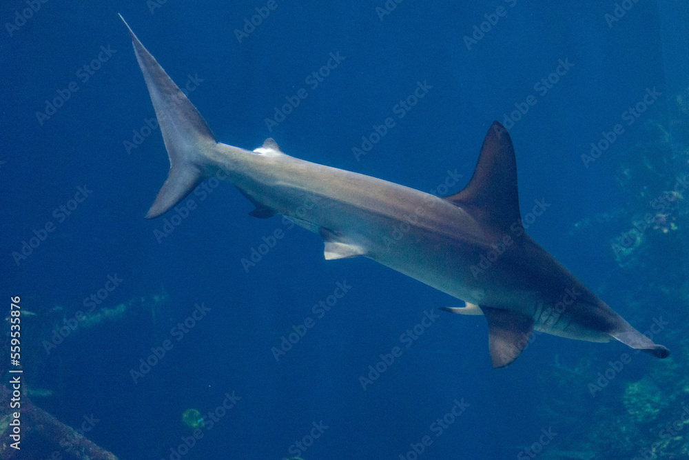Netherlands, Arnhem, Burger Zoo, hammer head shark in water