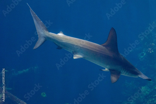 Netherlands, Arnhem, Burger Zoo, hammer head shark in water © SkandaRamana