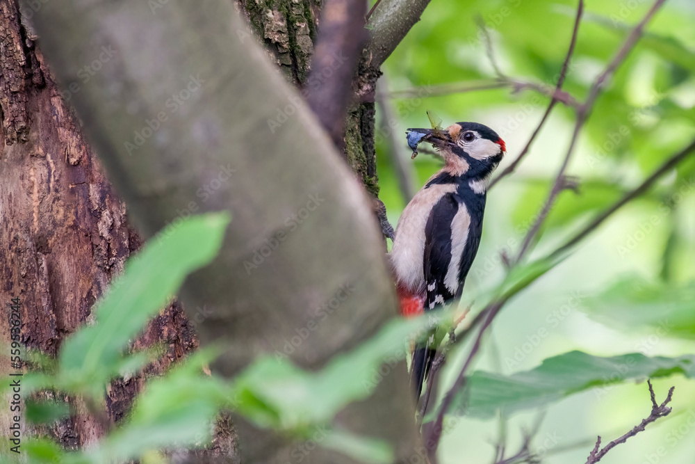 Great spotted woodpecker (Dendrocopos major) clinging to an oak trunk with its beak full of insects and fruit to feed the brood. Beakful for chicks - Italy