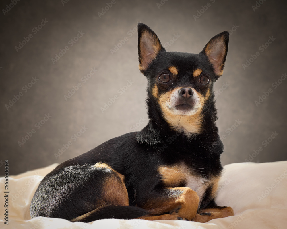 Studio portrait of black chihuahua Studio portrait of black chihuahua