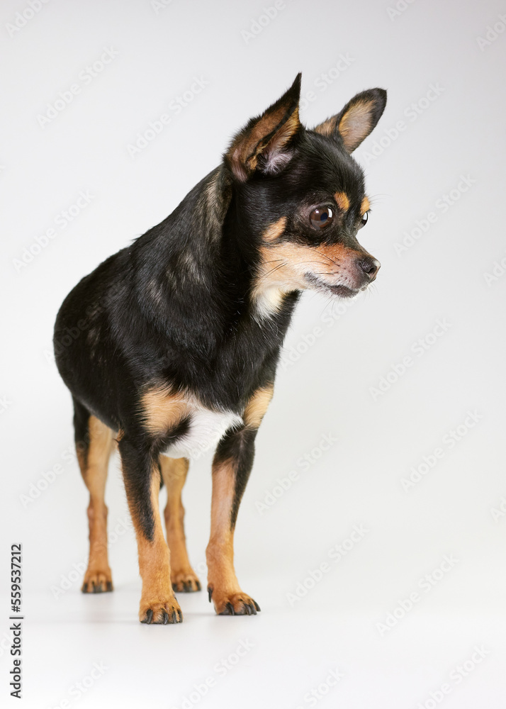 Studio portrait of black chihuahua on white background