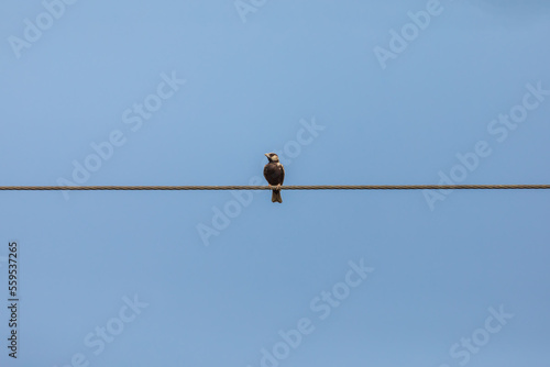 Ashy-crowned sparrow-lark (Eremopterix griseus) at Indpur, Bankura, West Bengal, India. © Dipankar'Photography