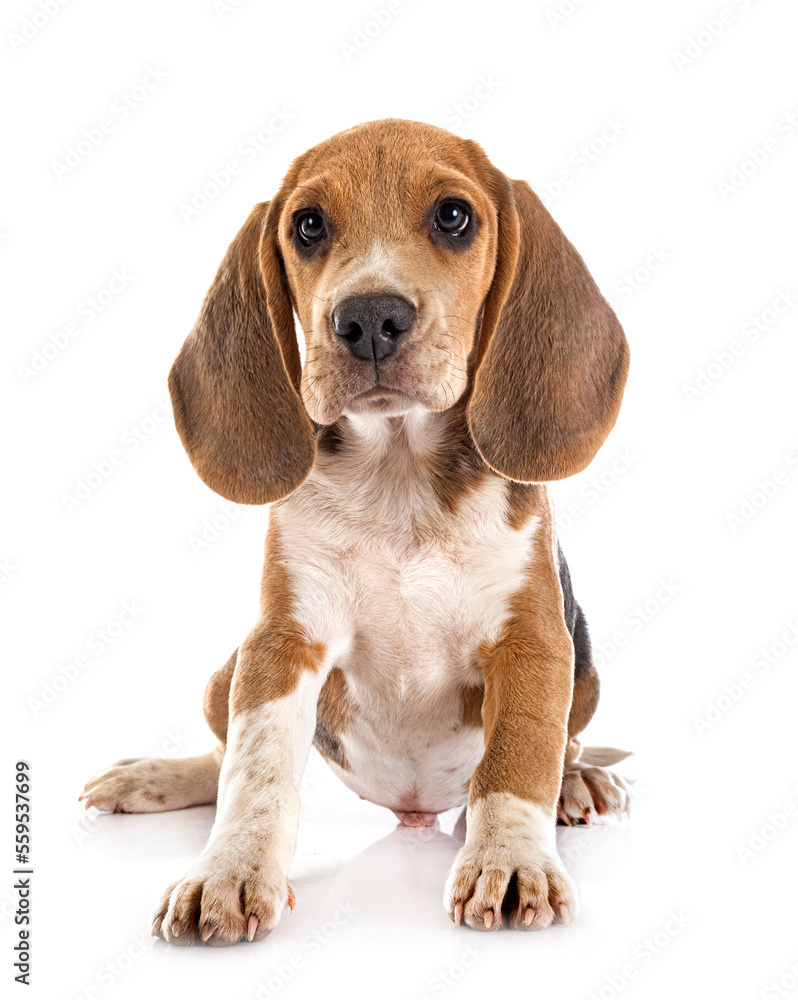 young beagle in studio young beagle in studio