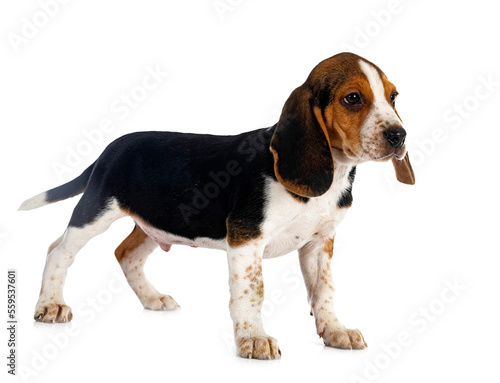 young beagle in studio