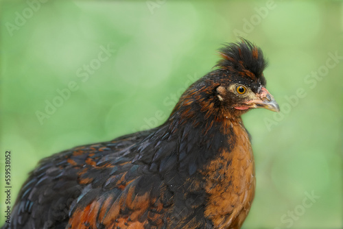 Close up of young brown chicken of Poland chick isolated on blurred background