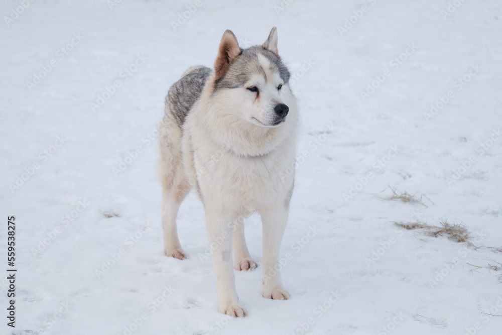 Gray elderly Siberian Husky dog with sore eyes stands in snow in winter and looks away. Sad dog.