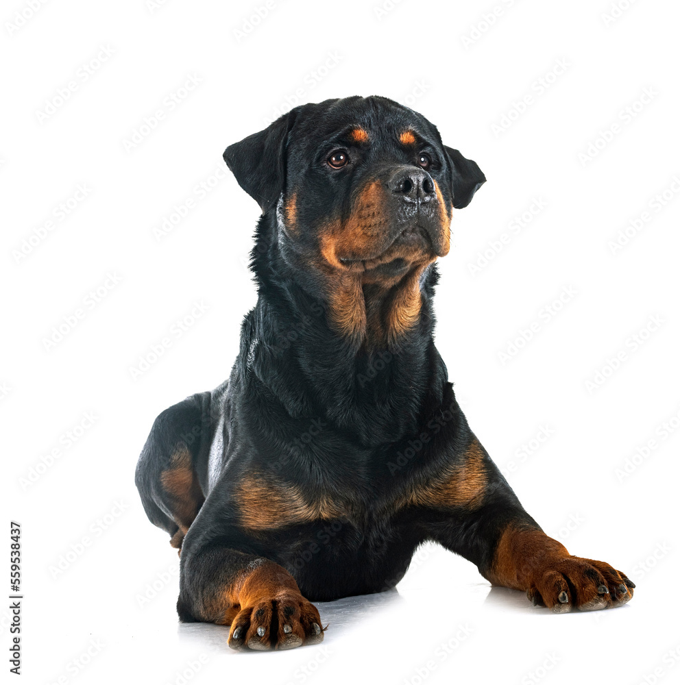 Obraz premium rottweiler in studio
