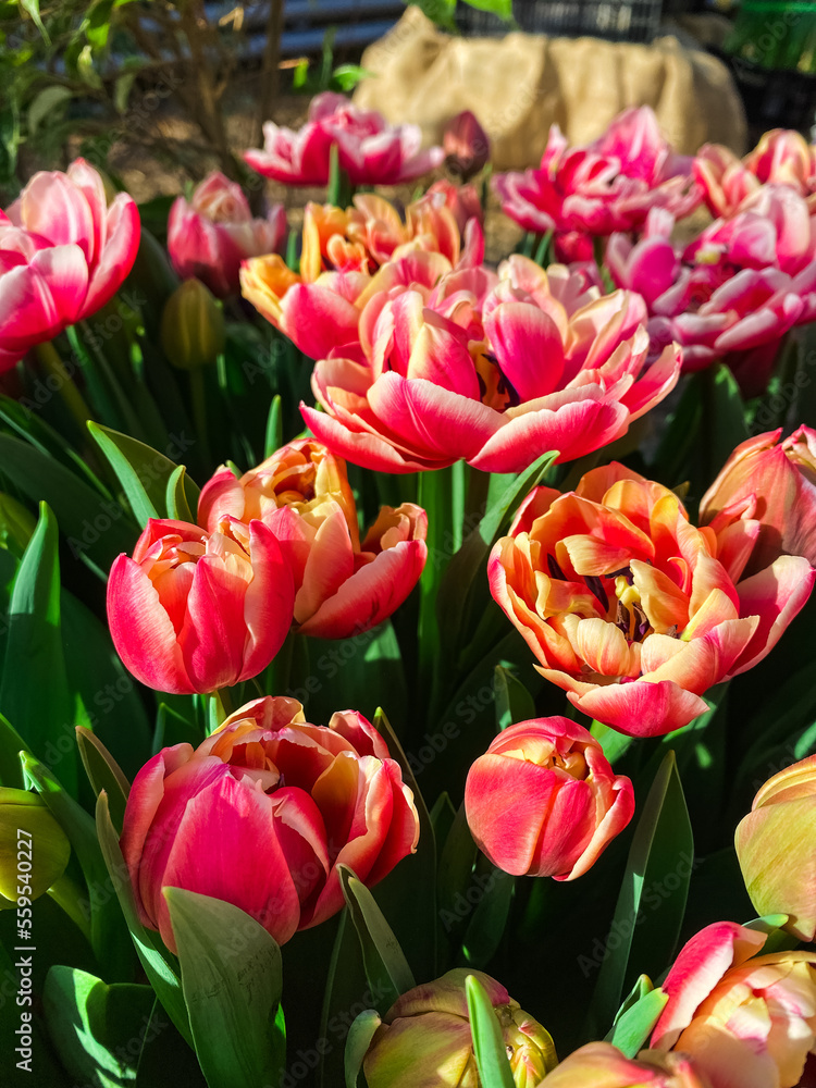 Garden greenhouse. Agribusiness. Beautiful flowers Garden greenhouse. Agribusiness. Beautiful flowers