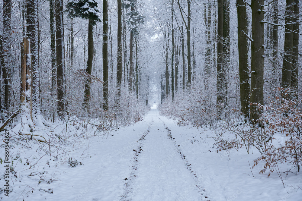 Naklejka premium Winterlicher Waldweg mit Fahrspuren im Schnee, Baden-Württemberg, Deutschland
