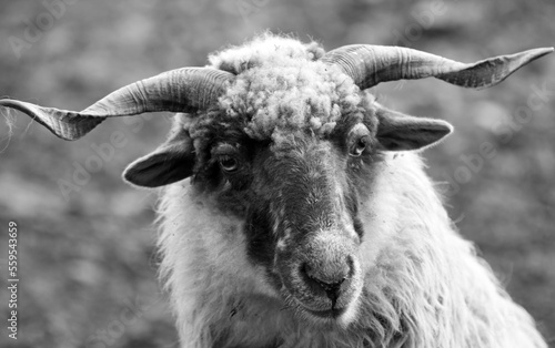 portrait of a sheep in black and white