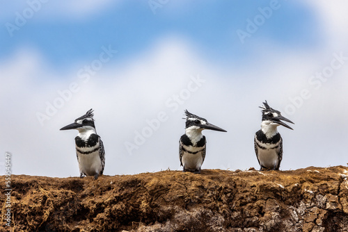 Three mature male African pied kingfishers ceryle rudis, perched on the banks of Lake Edward, Queen Elizabeth National Park, Uganda. Summer sky background with space for text photo