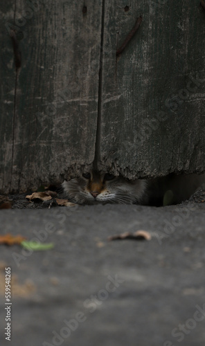 Cat looking under the fence 