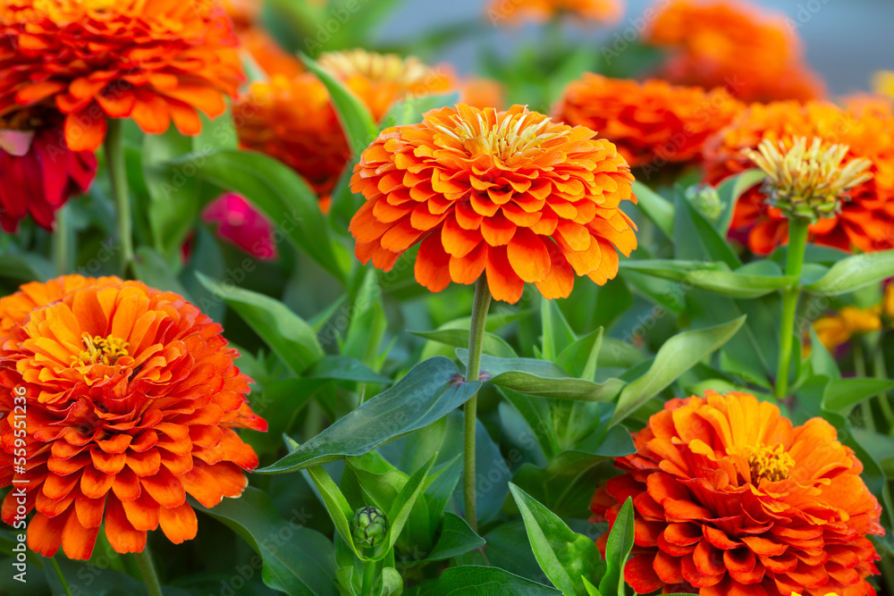 Zinnia flowers in blossom Zinnia flowers in blossom