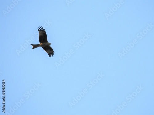 A large bird of prey flies in the bright blue sky