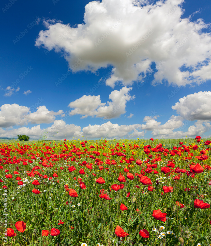 Panoramic Landscape of poppies field of red flowers in the Kuban. Russia