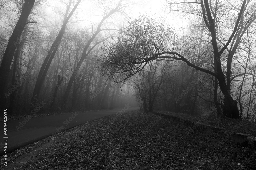 Obraz premium Black metal forest, first snow in a dark spooky forest, dark horror atmosphere 