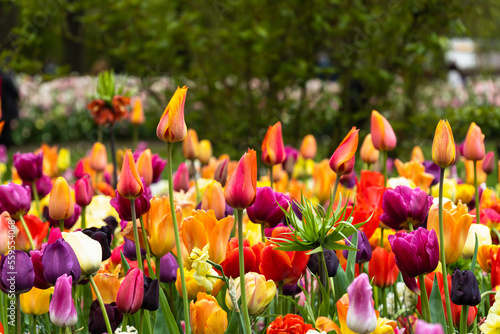Tulips and other flowers