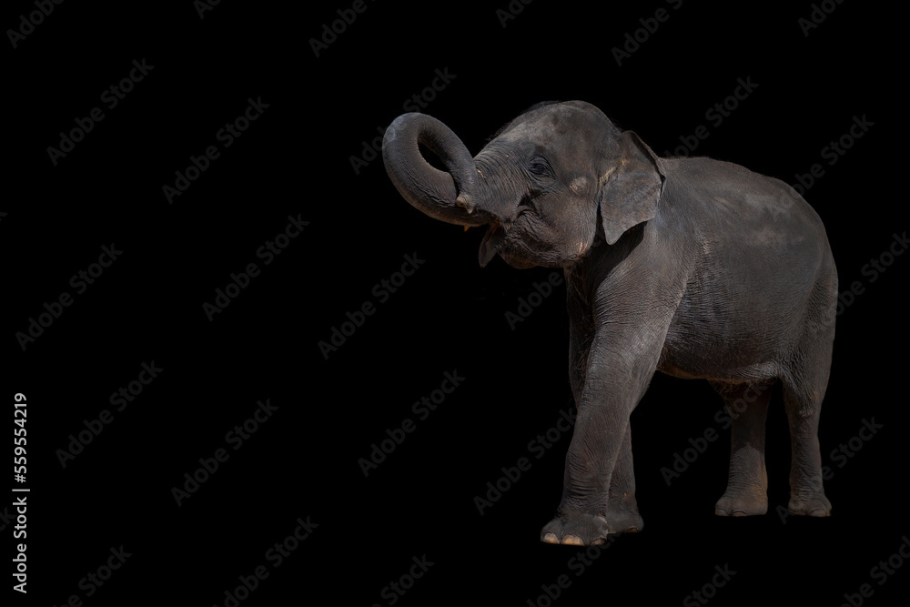 Naklejka premium the elephant raises its trunk, the elephant has a beautiful and large isolated use on a black background. .
