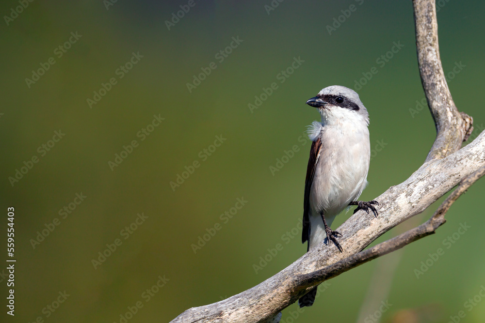 Fototapeta premium Red-backed shrike, Lanius collurio. The bird sits on a branch on a beautiful background