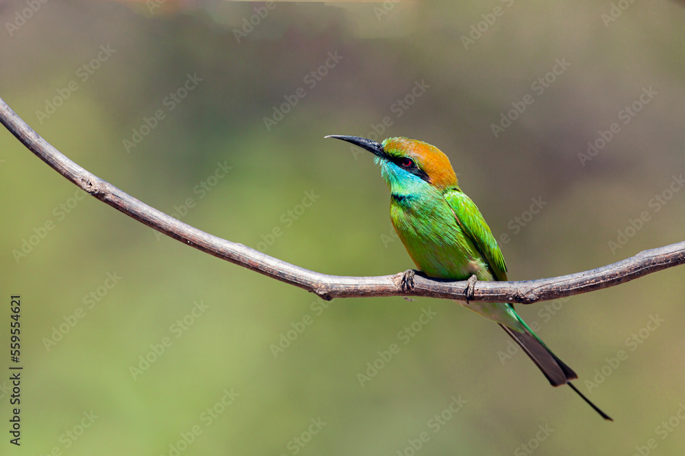 The green bee-eater (Merops orientalis) sometimes little green bee-eater sitting on the branch..
The green bee-eater (Merops orientalis) sometimes little green bee-eater sitting on the branch..