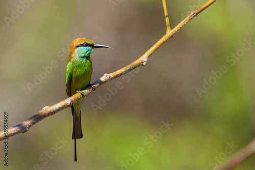 The green bee-eater (Merops orientalis) sometimes little green bee-eater sitting on the branch.. 