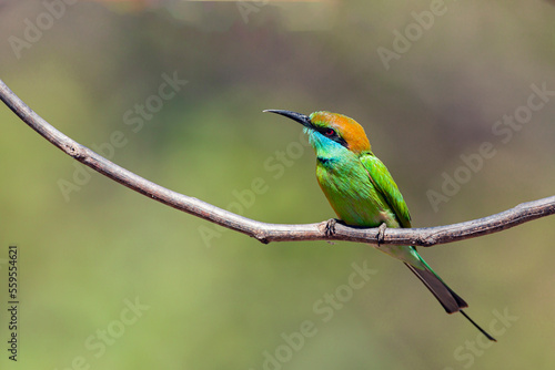 The green bee-eater (Merops orientalis) sometimes little green bee-eater sitting on the branch.. 