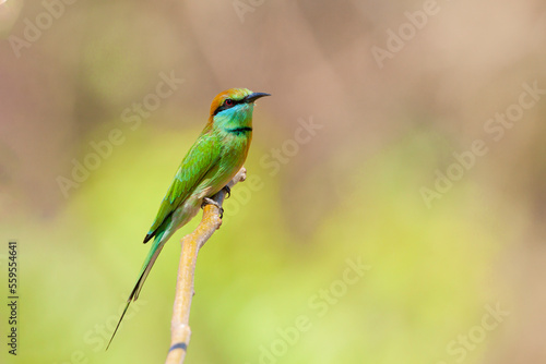 The green bee-eater (Merops orientalis) sometimes little green bee-eater sitting on the branch.. 