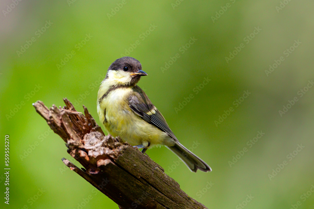 Naklejka premium The great tit is sitting on a branch.