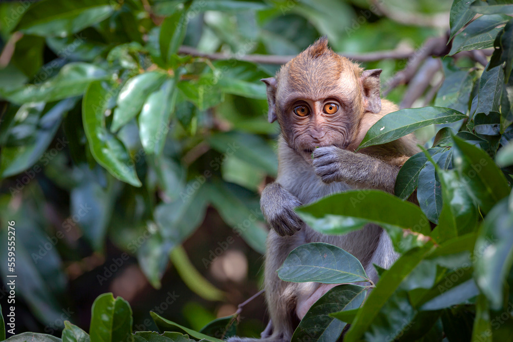 Macaque close-up in its natural habitat. Monkeys from Southeast Asia. Filmed in Cambodia Macaque close-up in its natural habitat. Monkeys from Southeast Asia. Filmed in Cambodia
