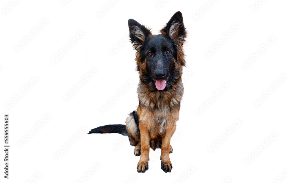 A German Shepherd puppy .Close-up on a white background A German Shepherd puppy .Close-up on a white background